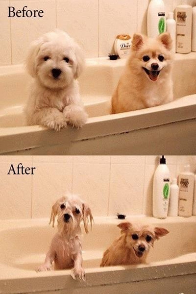 Why dogs hate bath (funny)