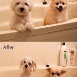 Why dogs hate bath