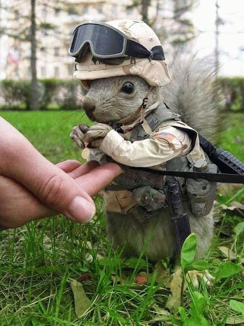 US Army special forces (rat)