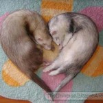 Cutest weasels ever