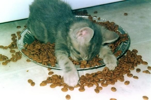 Kitty sleeping on food