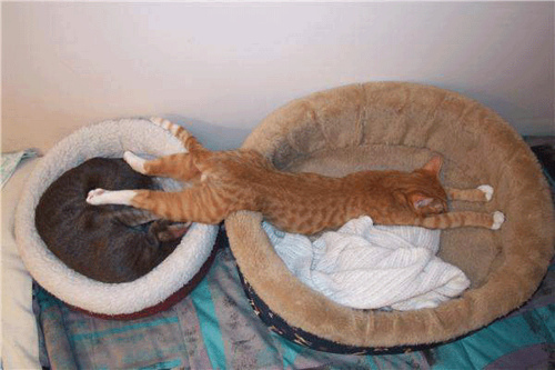 Kitty sleeping on two beds