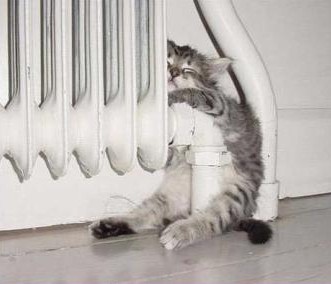 Kitty sleeping with heater
