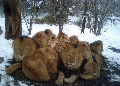 Lion group