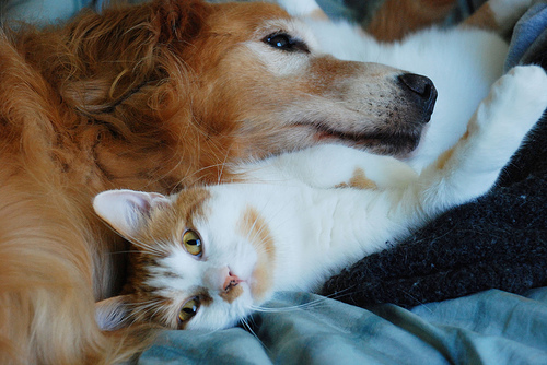 Best friends - cat and dog sleeping