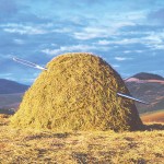 Needle in haystack