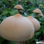 Boob mushroom