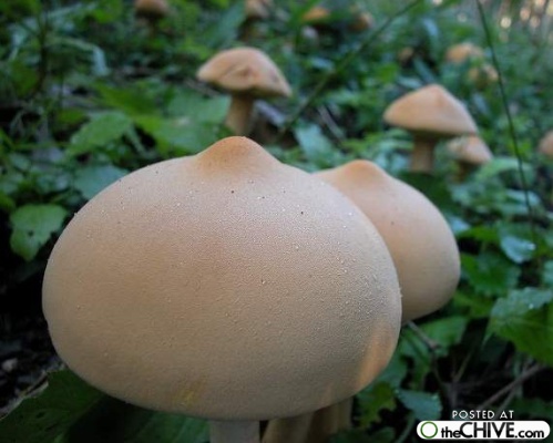 boob mushroom