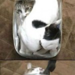 Cats in a jar