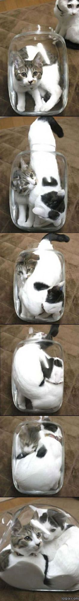 cats in a jar