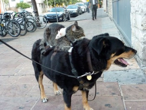 Dog + cat + mouse = friends