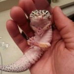 Evil gecko