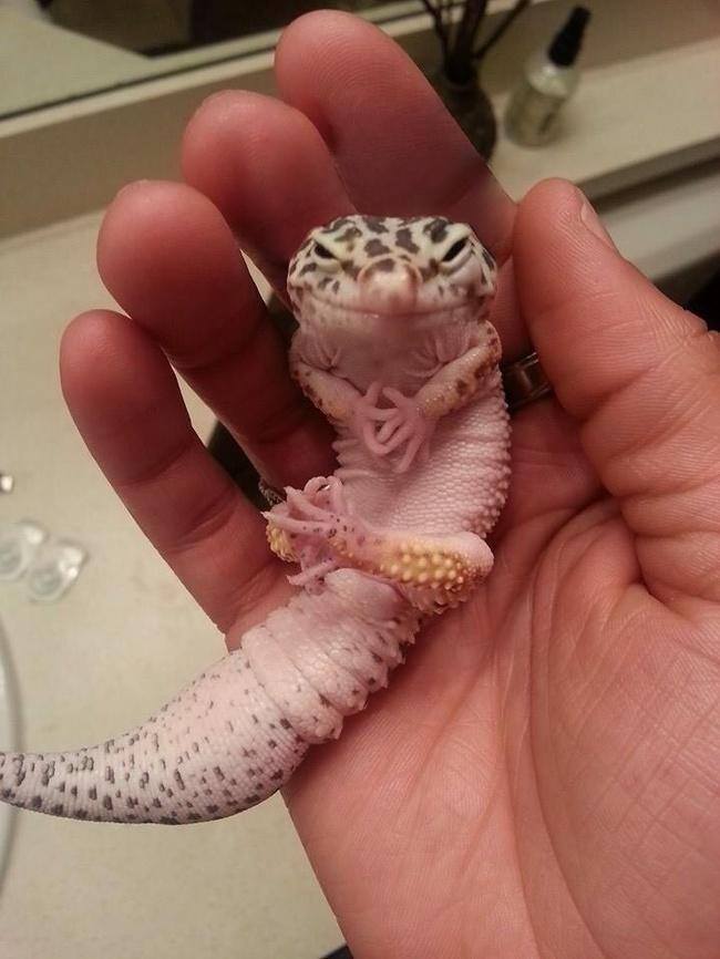 evil-gecko