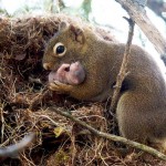 Mother squirrel holding baby
