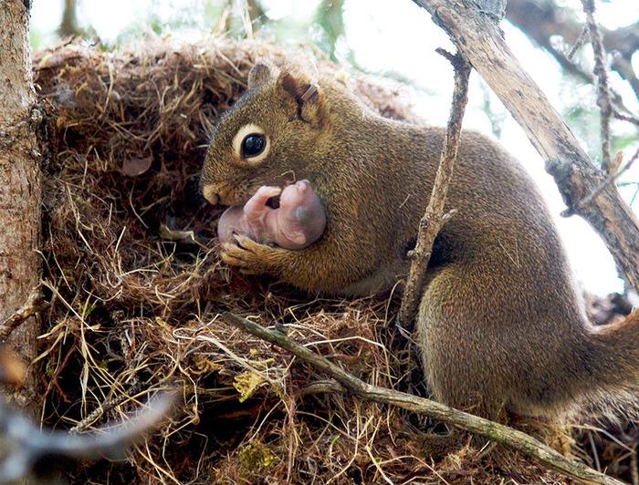 Mother squirrel baby
