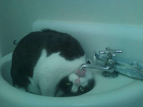 Cat drinks water