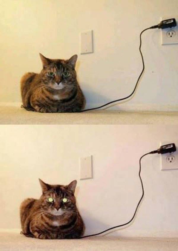 Cat fully charged