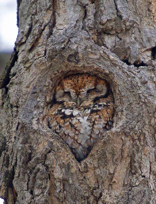 Comfy owl