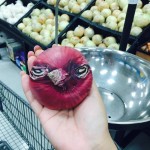 Angry Bird Onion